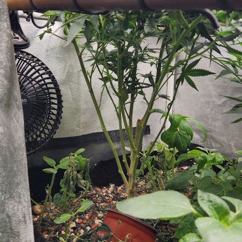 God Bud #1 growlog timeline photo