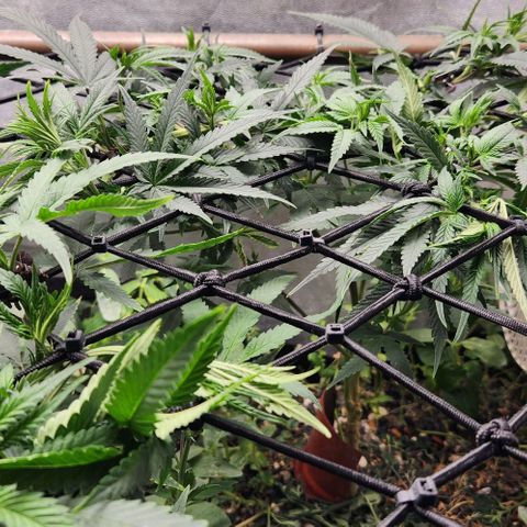 God Bud #2 growlog timeline photo