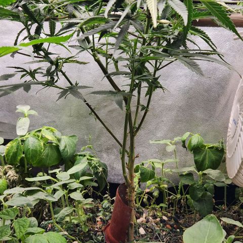 God Bud #2 growlog timeline photo
