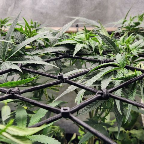 God Bud #2 growlog timeline photo