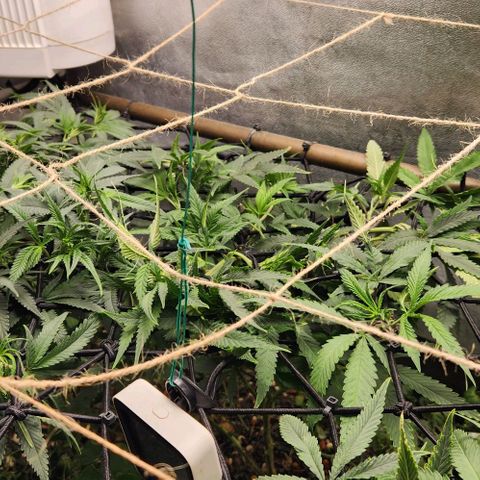 Purple Buddha #1 growlog timeline photo
