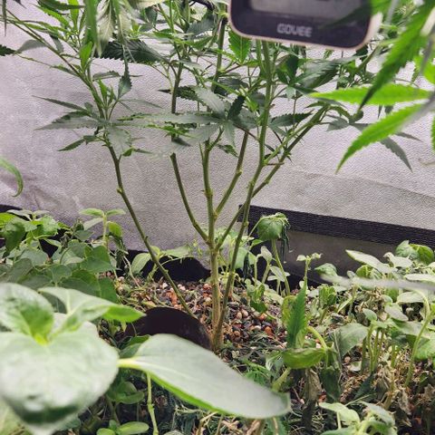 Purple Buddha #1 growlog timeline photo
