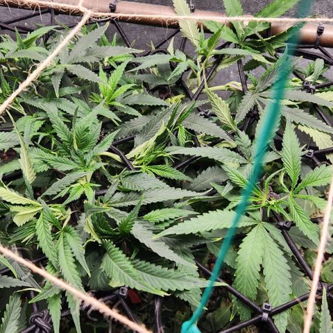 Purple Buddha #1 growlog timeline photo