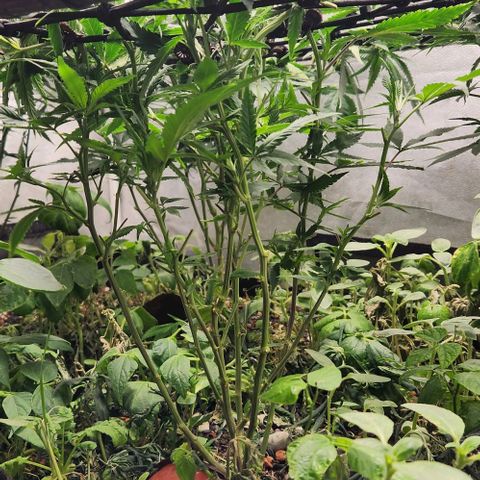 Purple Buddha #2 growlog timeline photo