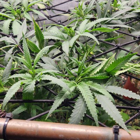 Purple Buddha #2 growlog timeline photo