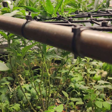Purple Buddha #2 growlog timeline photo