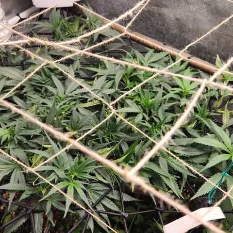 God Bud #1 growlog timeline photo