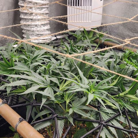 God Bud #1 growlog timeline photo