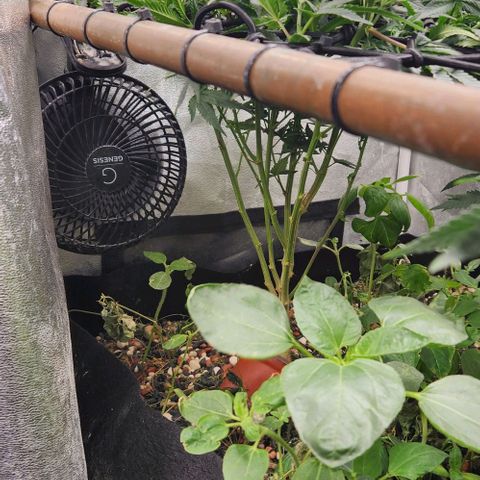 God Bud #1 growlog timeline photo