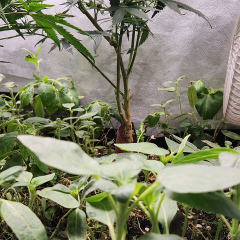 God Bud #2 growlog timeline photo