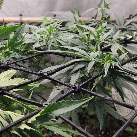 God Bud #2 growlog timeline photo