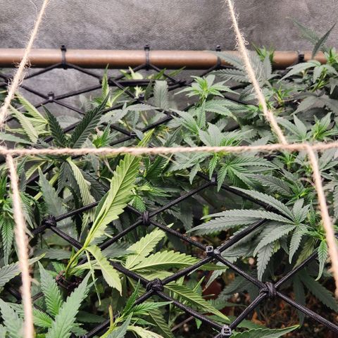 God Bud #2 growlog timeline photo