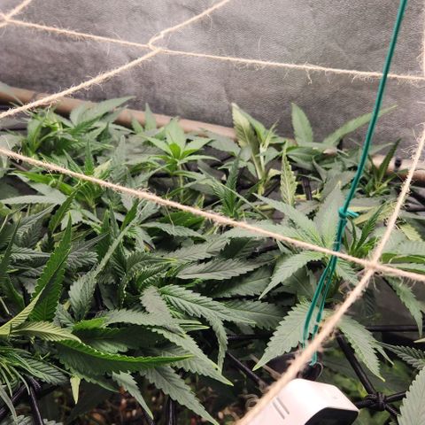 Purple Buddha #1 growlog timeline photo
