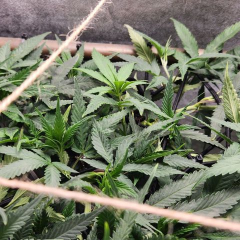 Purple Buddha #1 growlog timeline photo