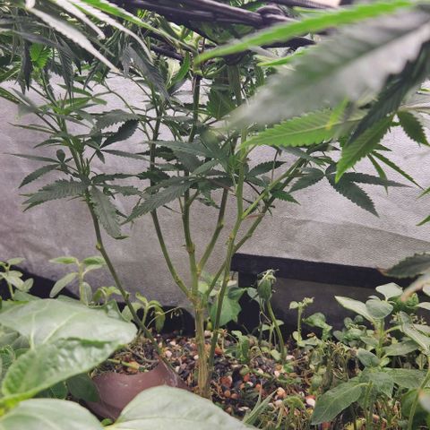 Purple Buddha #1 growlog timeline photo