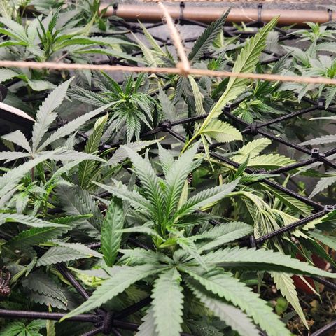 Purple Buddha #2 growlog timeline photo