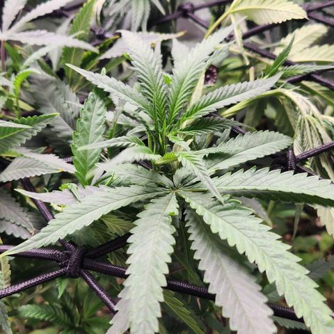 Purple Buddha #2 growlog timeline photo
