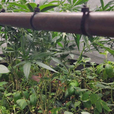 Purple Buddha #2 growlog timeline photo