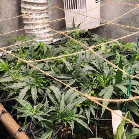 God Bud #1 growlog timeline photo