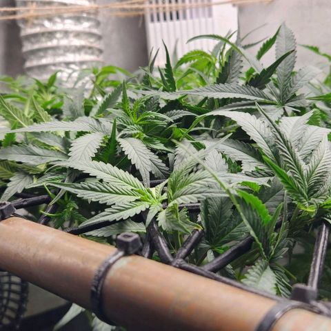 God Bud #1 growlog timeline photo