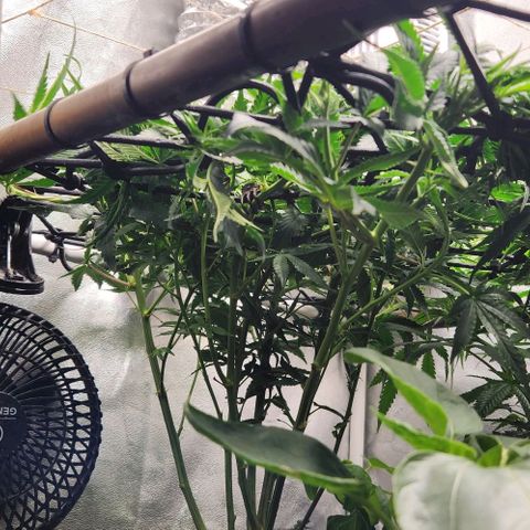 God Bud #1 growlog timeline photo