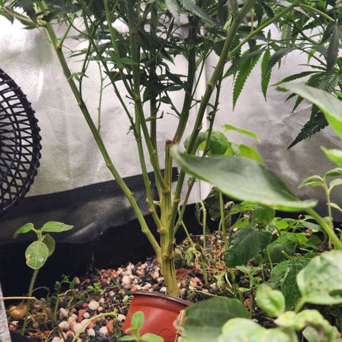 God Bud #1 growlog timeline photo