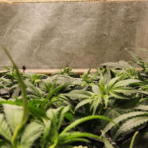 God Bud #2 growlog timeline photo