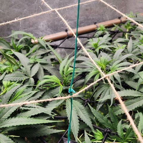 God Bud #2 growlog timeline photo