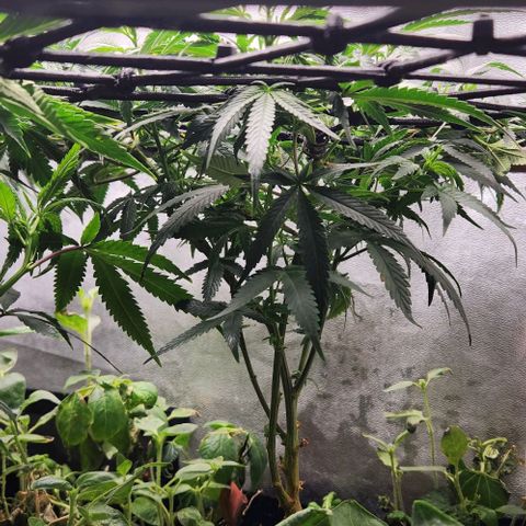 God Bud #2 growlog timeline photo