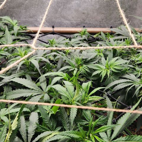 God Bud #2 growlog timeline photo