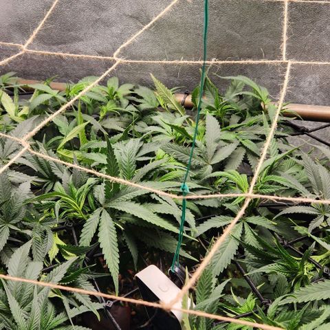 Purple Buddha #1 growlog timeline photo
