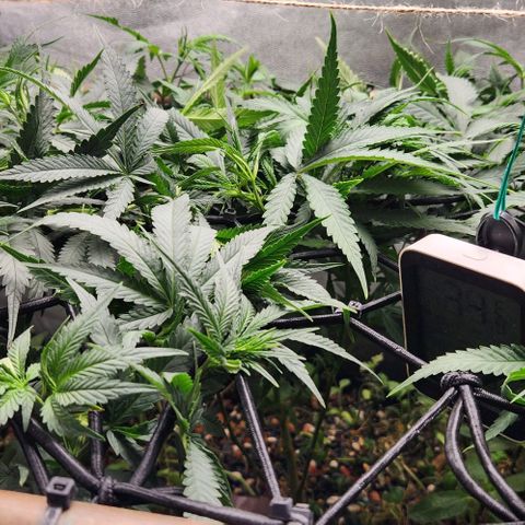 Purple Buddha #1 growlog timeline photo