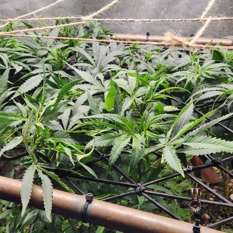 Purple Buddha #2 growlog timeline photo