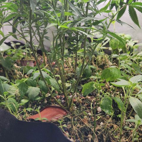 Purple Buddha #2 growlog timeline photo