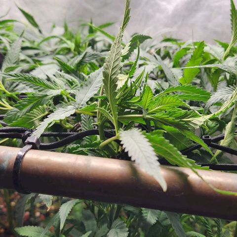 Purple Buddha #2 growlog timeline photo