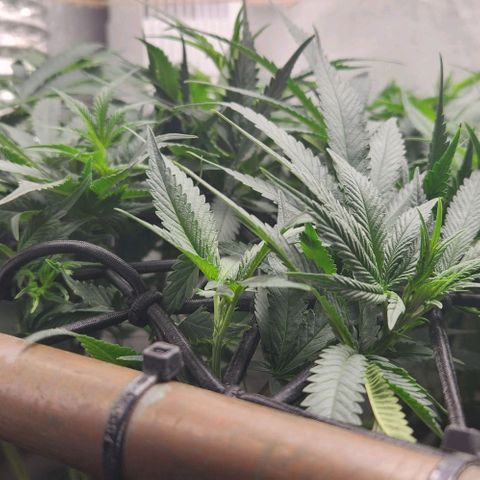 God Bud #1 growlog timeline photo