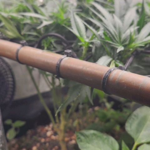 God Bud #1 growlog timeline photo