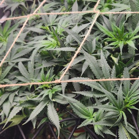 God Bud #1 growlog timeline photo
