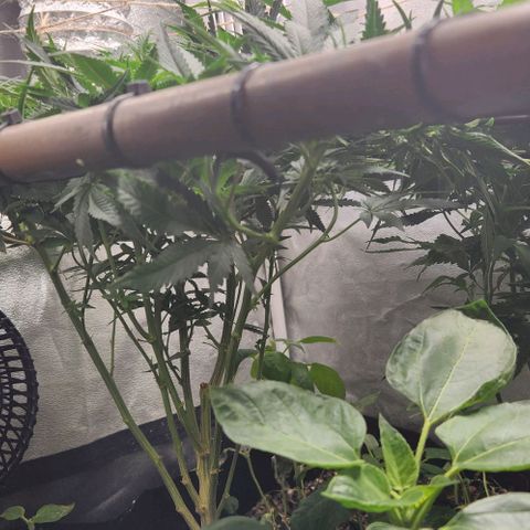 God Bud #1 growlog timeline photo