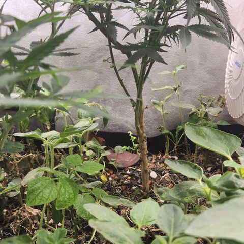 God Bud #2 growlog timeline photo