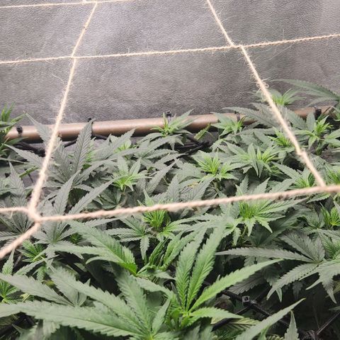 God Bud #2 growlog timeline photo