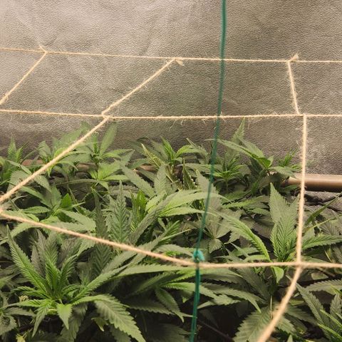 Purple Buddha #1 growlog timeline photo