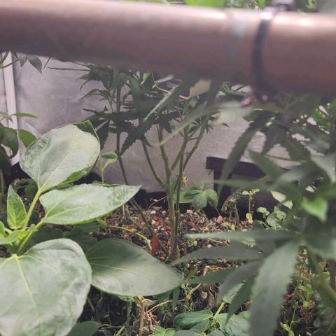 Purple Buddha #1 growlog timeline photo