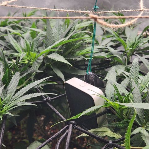 Purple Buddha #1 growlog timeline photo