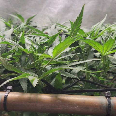 Purple Buddha #2 growlog timeline photo