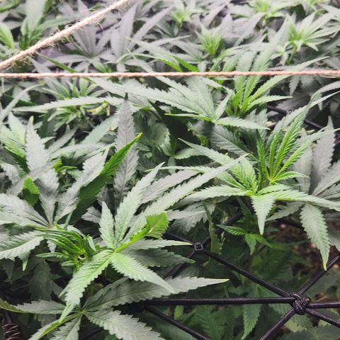 Purple Buddha #2 growlog timeline photo