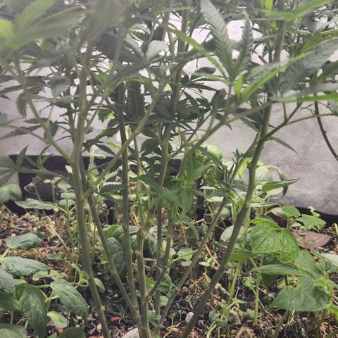 Purple Buddha #2 growlog timeline photo