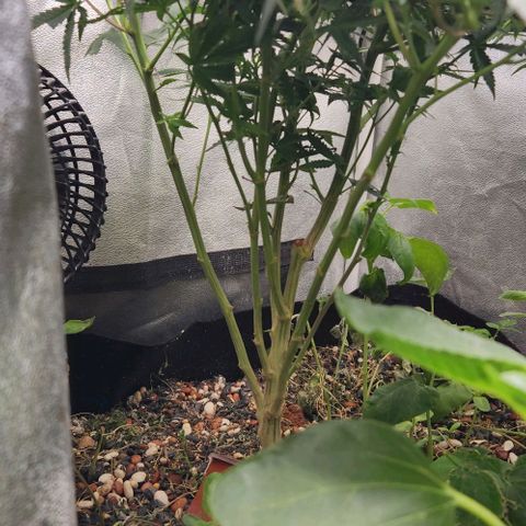 God Bud #1 growlog timeline photo