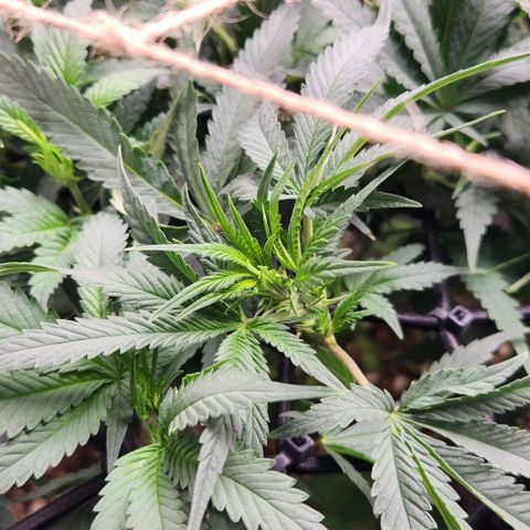 God Bud #1 growlog timeline photo