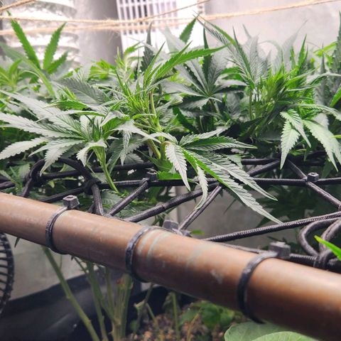 God Bud #1 growlog timeline photo